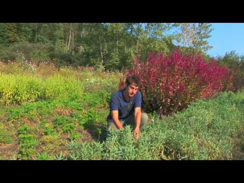 how to harvest sage
