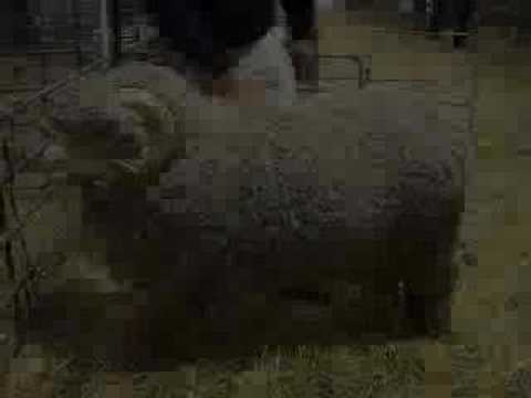 Merinos to $11,000 at biggest ram sale