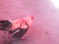 PELEA DE GALLOS