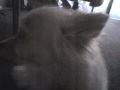 Foxxy 2 Foxxy 2