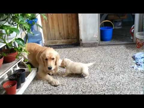 golden retreiver - Mis 7 cachorros Golden Retriever - 27 días. My 7 Golden Retriever puppies - 27 days old.