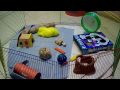 My gerbils playing in there playpen
