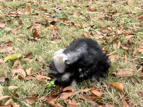 Mr. Oliver playing outside