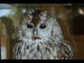 Tiere singen Kinderlieder