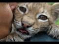 Tiere singen Kinderlieder