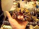 twiz the lockpicking python