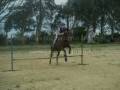 my pony tiny
