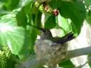 Humming bird nest March 26 2007 #2