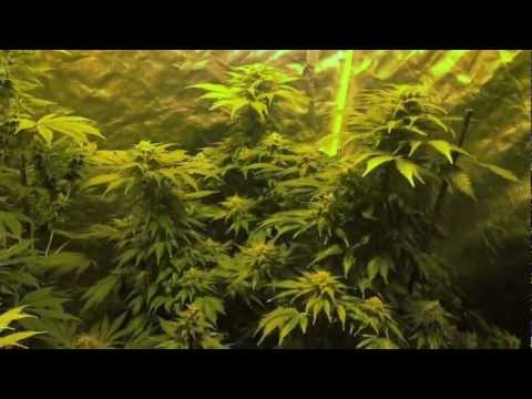 how to grow wss skunk feminized