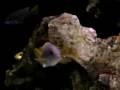 videos de Pseudotropheus acei
