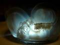 JarofJellies.MPG