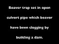 Beaver trap set in open pipe culvert