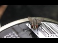 ハエが手を擦る舌を出す!? fly イエバエ