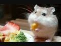 amici criceti / Hamster friends
