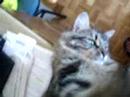Julio the cat