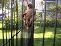 Sugar Gliders