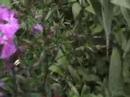 HUMMINGBIRD