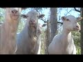 Intentional Community Los Horcones  Video # 1