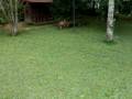 videos de Itaipava - Filhotes de Chiara