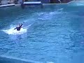 Dolphin Show SeaWorld 5