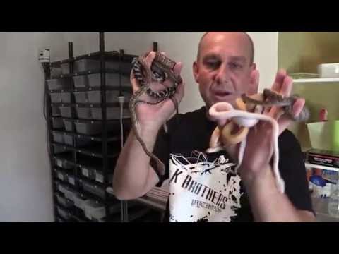 YouTube reptile video