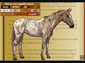 Horse Isle: Appaloosa Drawing