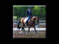For Paragon - Showjumping Hanoverian Stallion For Paragon - Showjumping Hanoverian Stallion