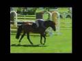 For Paragon - Showjumping Hanoverian Stallion