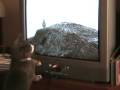 Leo og Hrossi - Leo the cat hunting the TV