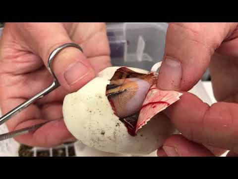 YouTube reptile video
