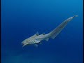Tiburones