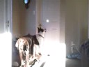 Spy chasing the light Spy chasing the light