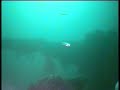 DIVE HMS BOADACEA