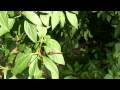 dragonfly dragonfly