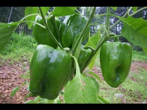 how to fertilize bell peppers