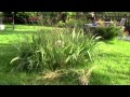 Labradors von Haselberg - G-Wurf 2011 - Erkundungstour im Garten