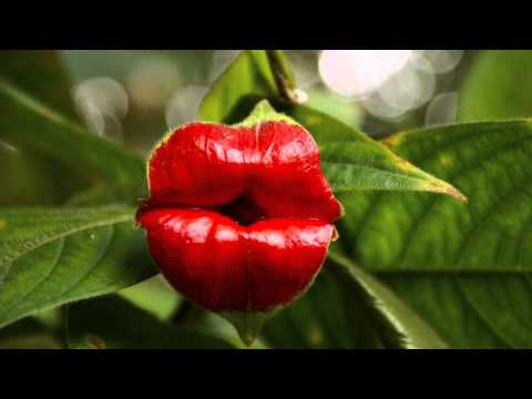 how to grow psychotria elata
