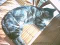 diaporama en souvenir de nos animaux partis cette ann�e