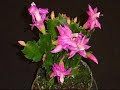 Time-Lapse Blooming of Christmas Cactus