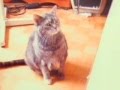 Chats à adopter / cats waiting for adoption
