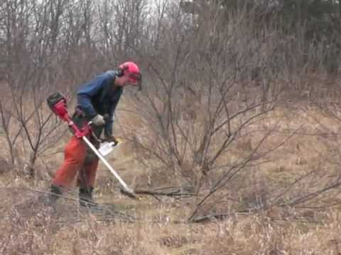 how to control autumn olive