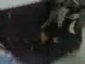videos de Davide ubriaco!!!
