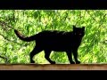 A Parigi apre il primo "bar dei gatti"