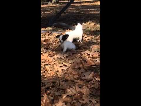 AKC Bellas Boy 3 Papillon