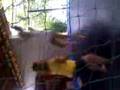 NIVER DA PATY 20 - 11 - 2008
