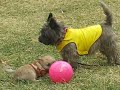 Update on Cairn Rescue Puppies in NJ Feb 10 Part 2
