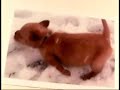 dog walks like a human