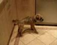 Border Terrier video