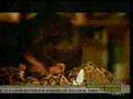 Tigres del Norte- Detalles