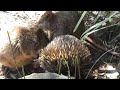 Sydney Zoo & Aquarium